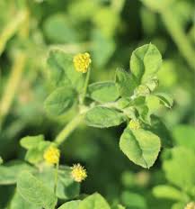 Attēlu rezultāti vaicājumam “Trifolium aureum leaf”
