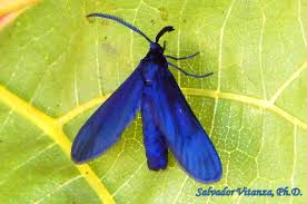 Attēlu rezultāti vaicājumam “Zygaenidae”