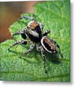 Attēlu rezultāti vaicājumam “Evarcha falcata”