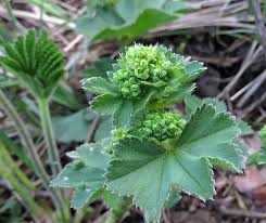 Attēlu rezultāti vaicājumam “Alchemilla vulgaris aggr. bud”