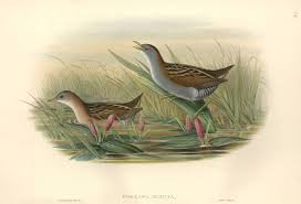 Image result for Porzana parva