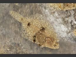 Image result for Platichthys flesus