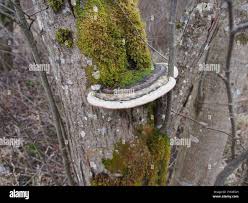 Attēlu rezultāti vaicājumam “Phellinus alni”