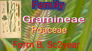 Attēlu rezultāti vaicājumam “Gramineae”