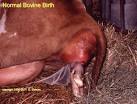 Bovine Obstetrics Images