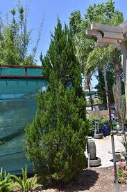 Attēlu rezultāti vaicājumam “Juniperus chinensis”