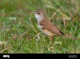 Attēlu rezultāti vaicājumam “Acrocephalus arundinaceus adult”