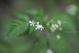 Attēlu rezultāti vaicājumam “Anthriscus sylvestris fruit”