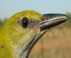 Attēlu rezultāti vaicājumam “Oriolus oriolus female”