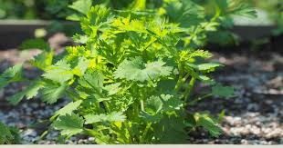 Image result for Koriander