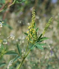 Attēlu rezultāti vaicājumam “Melilotus wolgicus”