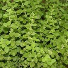 Image result for Melissa officinalis