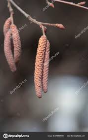 Attēlu rezultāti vaicājumam “Corylus avellana bud”