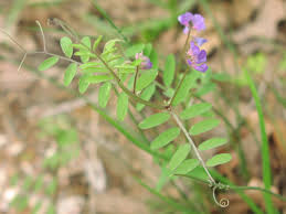 Attēlu rezultāti vaicājumam “Vicia lathyroides leaf”
