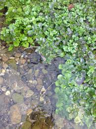 Image result for Brunnenkresse