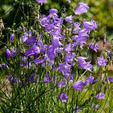 Attēlu rezultāti vaicājumam “Campanula rotundifolia flower”