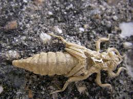 Attēlu rezultāti vaicājumam “Gomphus flavipes”