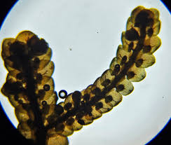 Attēlu rezultāti vaicājumam “Frullania tamarisci macro”