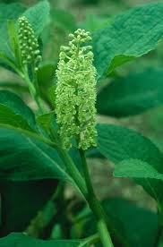 Attēlu rezultāti vaicājumam “Phytolacca acinosa”