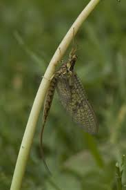 Attēlu rezultāti vaicājumam “Ephemera vulgata”