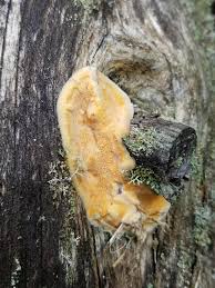 Attēlu rezultāti vaicājumam “Gloeoporus pannocinctus”