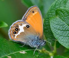 Attēlu rezultāti vaicājumam “Coenonympha arcania underside”