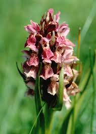 Attēlu rezultāti vaicājumam “Dactylorhiza incarnata”