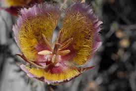 Attēlu rezultāti vaicājumam “Cribraria martinii macro”