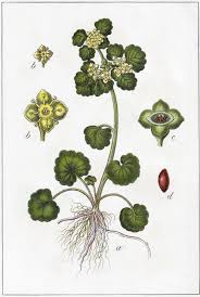 Attēlu rezultāti vaicājumam “Chrysosplenium alternifolium flower”