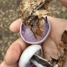 Attēlu rezultāti vaicājumam “Lepista sp.”