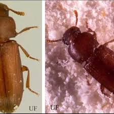 Attēlu rezultāti vaicājumam “Tenebrionidae”