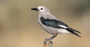 Attēlu rezultāti vaicājumam “Corvidae”