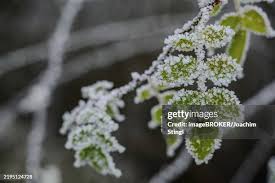 Attēlu rezultāti vaicājumam “Hyphodontia barba-jovis”