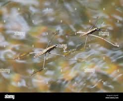 Attēlu rezultāti vaicājumam “Aquarius najas”