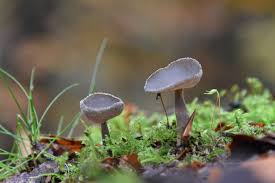 Attēlu rezultāti vaicājumam “Helvella macropus”