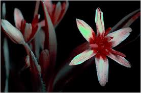 Attēlu rezultāti vaicājumam “Gagea lutea flower”