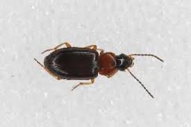 Attēlu rezultāti vaicājumam “Acupalpus flavicollis”