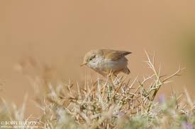 Image result for Sylvia nana