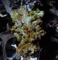 Attēlu rezultāti vaicājumam “Vulpicida pinastri”