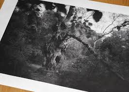 Image result for Taoist Arts (Ilford)