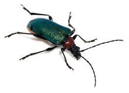 Attēlu rezultāti vaicājumam “Gaurotes virginea”