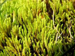 Attēlu rezultāti vaicājumam “Philonotis”