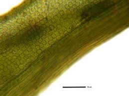 Attēlu rezultāti vaicājumam “Weissia brachycarpa”