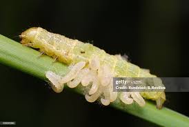 Attēlu rezultāti vaicājumam “Orthosia sp. larva”
