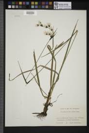 Attēlu rezultāti vaicājumam “Eriophorum latifolium”