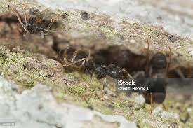 Attēlu rezultāti vaicājumam “Lasius fuliginosus”