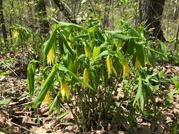 Attēlu rezultāti vaicājumam “Uvularia grandiflora”