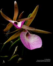 Attēlu rezultāti vaicājumam “Hippodamia notata”