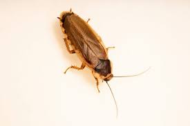 Attēlu rezultāti vaicājumam “Sclerophora pallida”