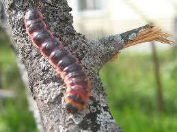 Attēlu rezultāti vaicājumam “Cossus cossus larva”